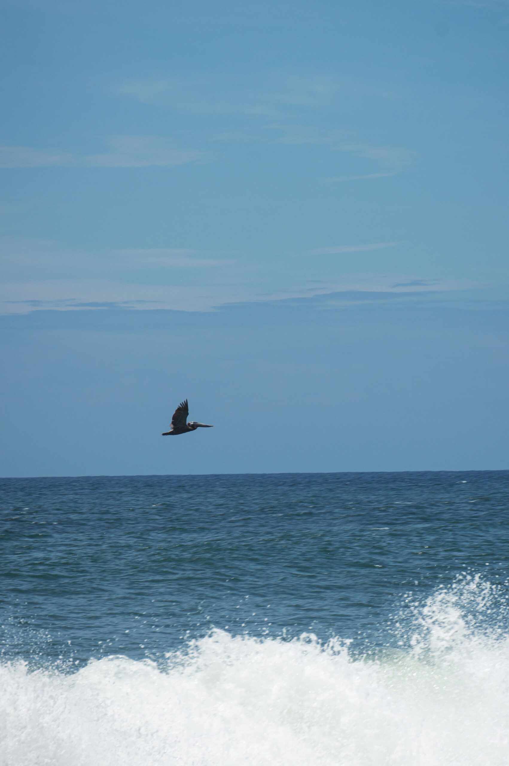 A brown pelican flies over crashing waves in Monterrico, Guatemala.